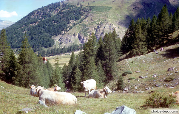 photo de vaches Saas-Fee