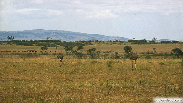 photo d'Autruches cratère du Ngorongoro