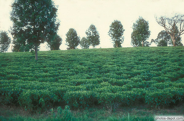 photo de plantations près Nairobi