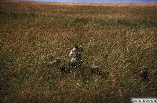 photo de Guépard avec ses petits à serengeti