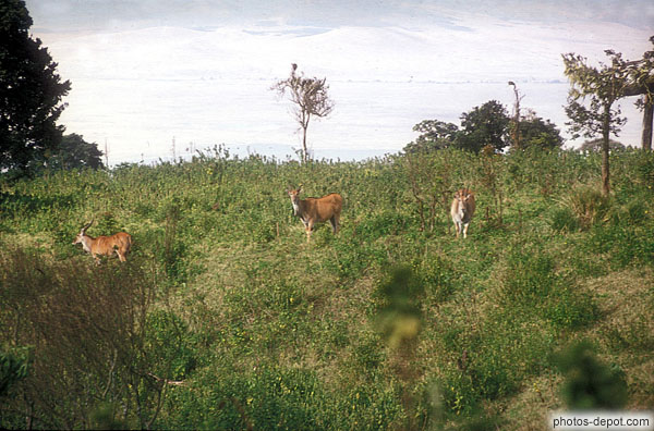 photo d'antilopes