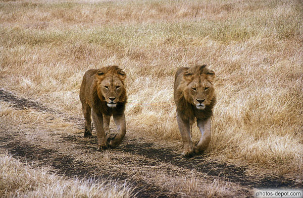 photo de duo de lions à Gorongoro
