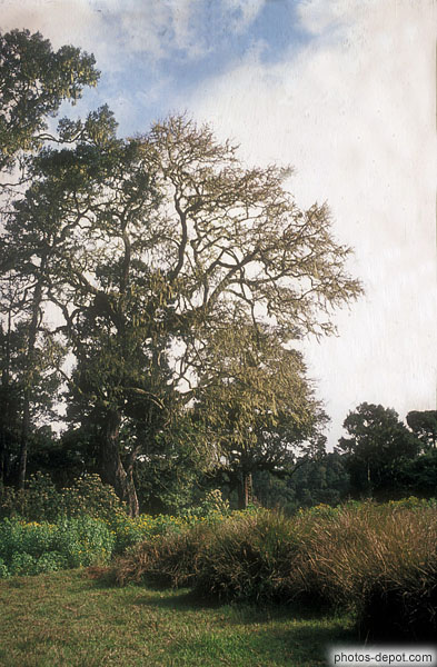 photo d'arbres