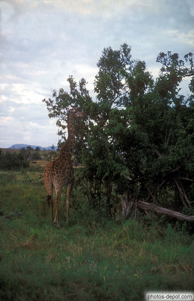 photo de Girafe Masai Mara