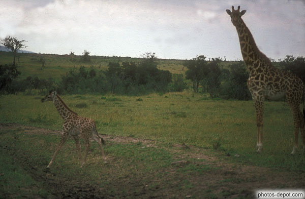 photo de girafe et son petit Masai Mara