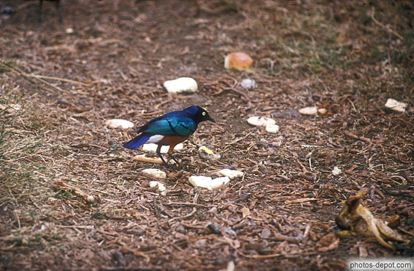 photo de Merle lustré (glans merel)