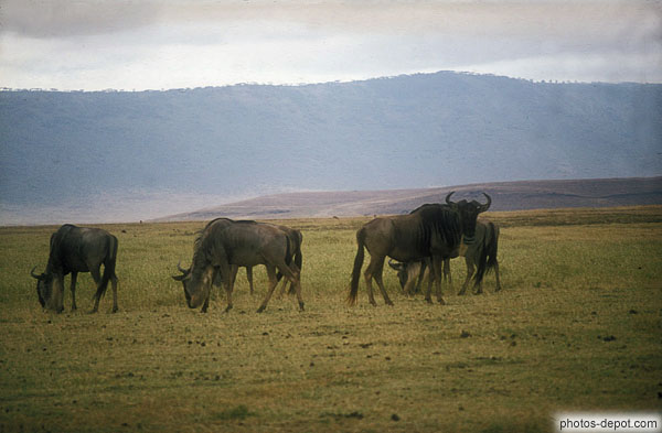 photo de Gnous cratère du Ngorongoro