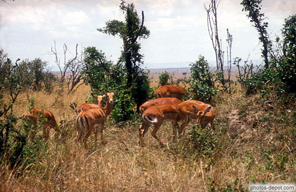 photo d'impalas