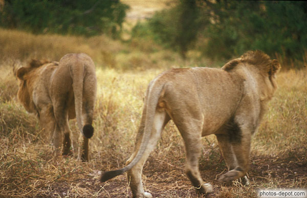 photo de jeunes males lions à gorongoro