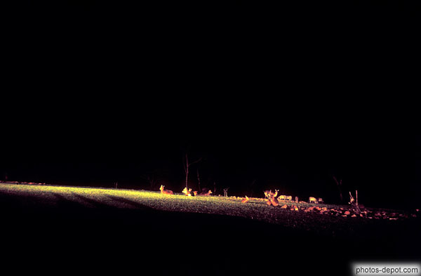 photo de nuit dans la réserve