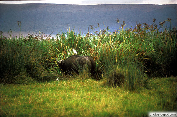 photo de picbuffle sur son buffle, Gorongoro Krater