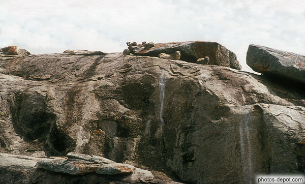 photo de marmottes à  serengeti