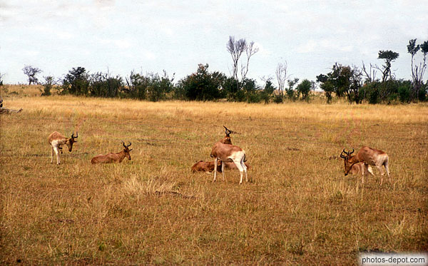 photo d'antilopes, masai mara