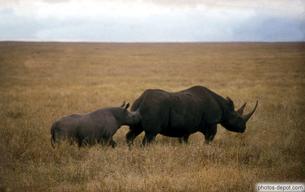 photo de rhinoceros, Gorongoro Krater