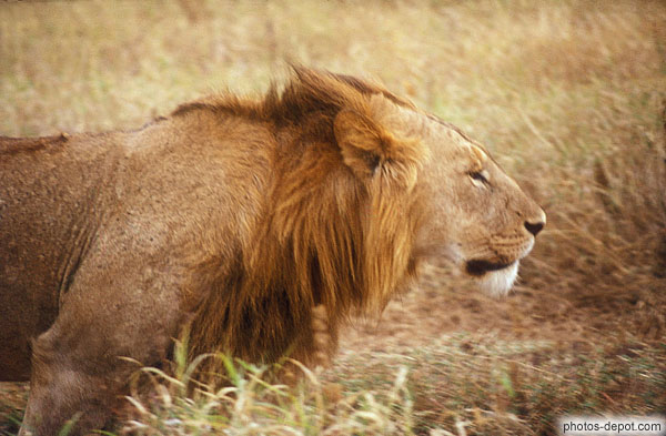 photo de tête de lion Gorongoro Krater
