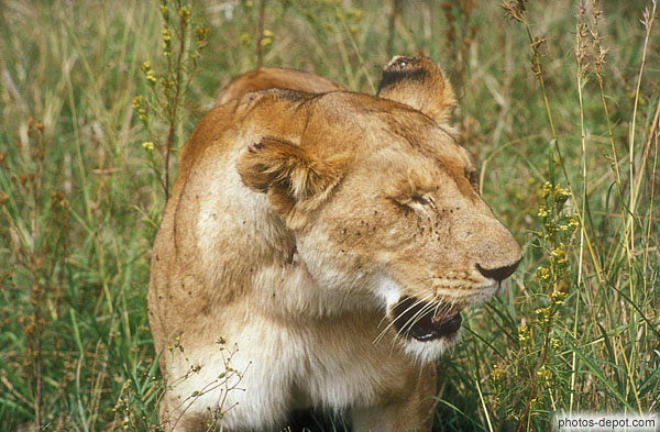 photo de tete de lionne masai mara
