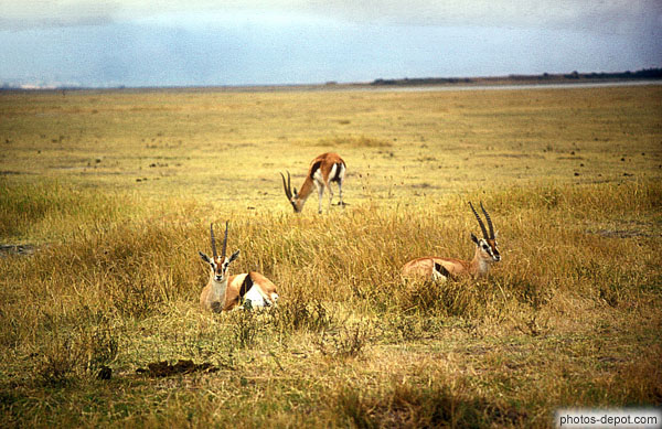 photo de thompson gazelle, Goranjoro Krater