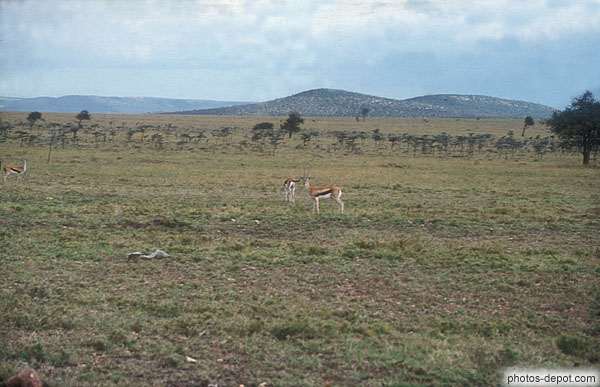 photo de thompson gazelle, Masai Mara