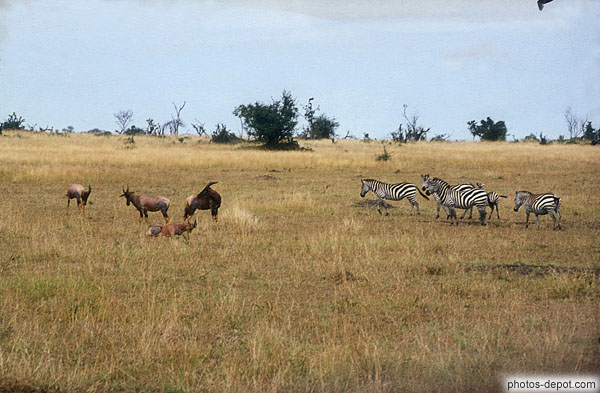 photo de tohi et zebres masai mara