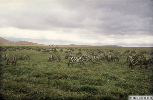 photo de Zebres cratère du Ngorongoro