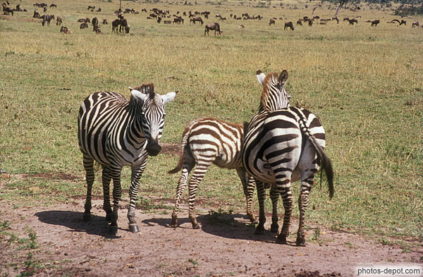 photo de zebres Masai Mara