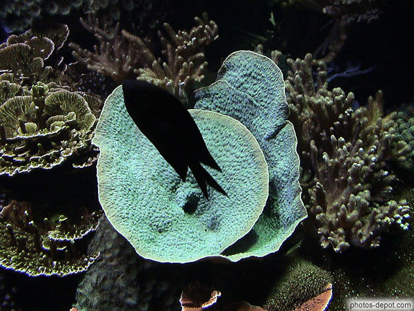 photo de poisson devant coraux