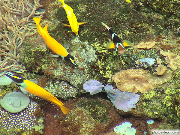 photo de poissons jaunes tropicaux