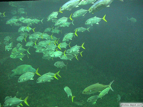 photo de banc de poissons argentés
