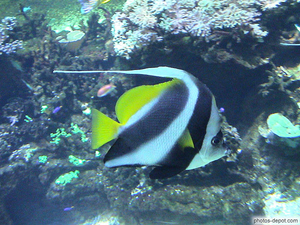 photo de poisson tropical rayé