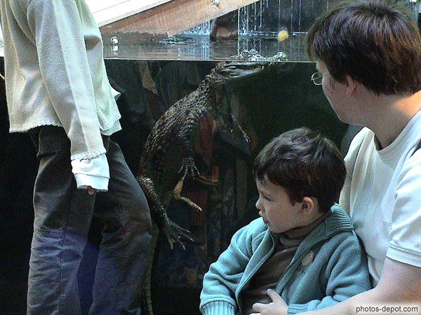 photo d'alligator flotte dans l'aquarium