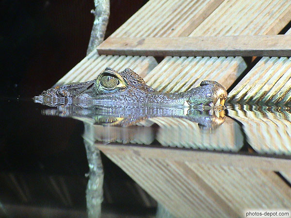photo de tête l'alligator