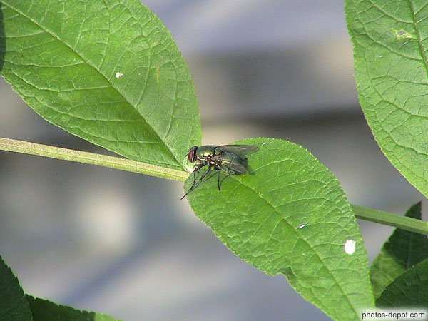 photo de mouche verte sur une feuille