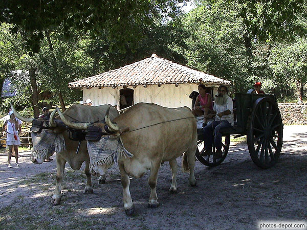 Bouvier dans sa charrette avec ses boeufs France, Aquitaine, Marquèze, Photo 2004