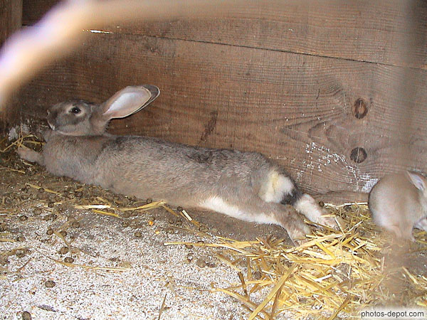 photo de lapine dans sa cage
