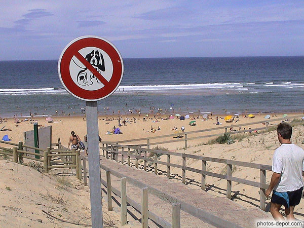 photo de chiens bassets interdits sur la plage