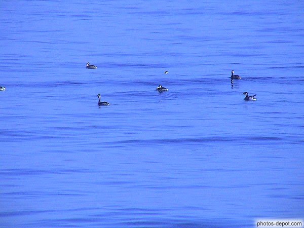 photo de canards sur lac bleu