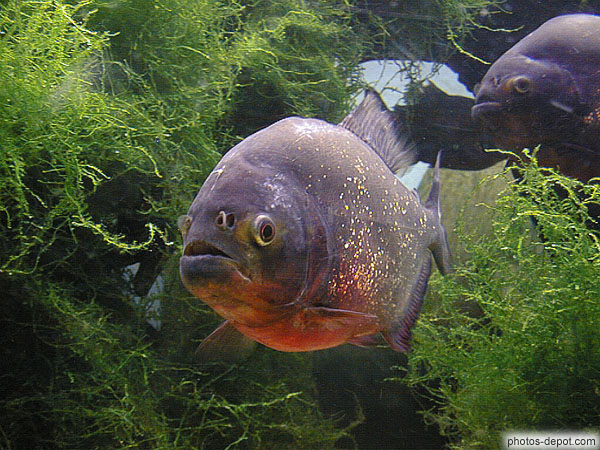 photo de poisson au ventre rouge