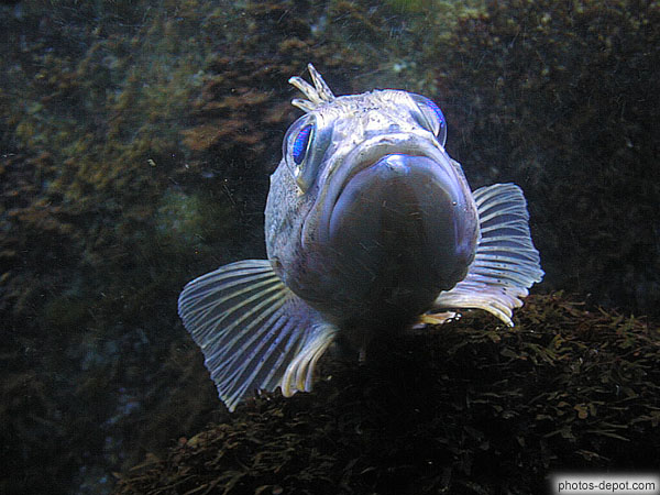 photo de larges nageoires et gros globes oculaires