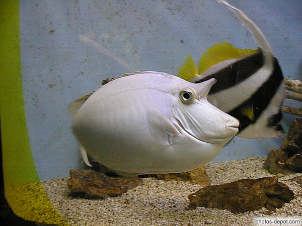Nason à bordures blanches France, Languedoc Roussillon, Canet, Photo 1997