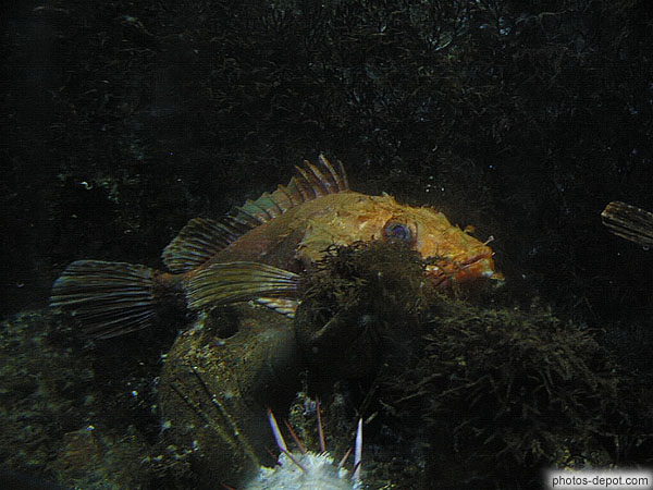 Poisson jules vernes France, Languedoc Roussillon, Canet, Photo 1997