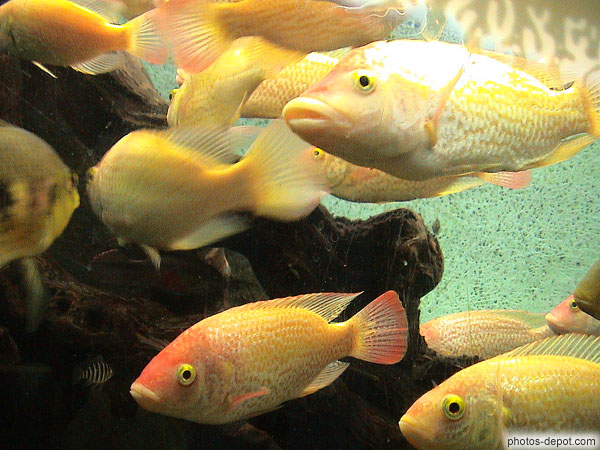 Tilapia rouge d'Afrique Orientale France, Languedoc Roussillon, Canet, Photo 2005