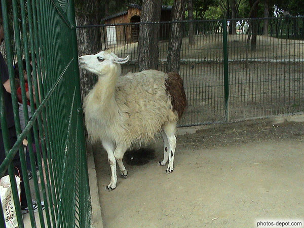 Lama dans son parc