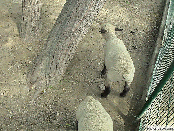 Mouton aux pattes noires