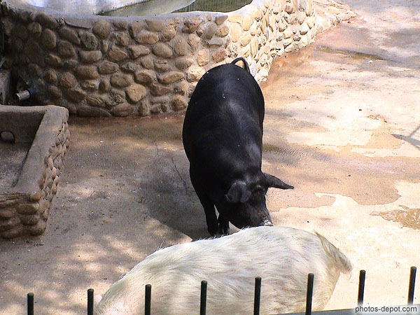 Cochon noir