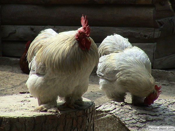 Coqs blancs