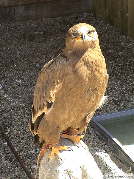 photo d'Aigle pêcheur