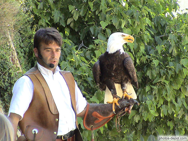 photo d'Aigle Pygargue à tête blanche emblème des USA