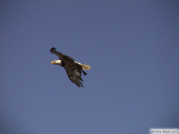 photo d'Aigle Pygargue à tête blanche en vol