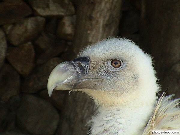 photo de Tête de Vautour