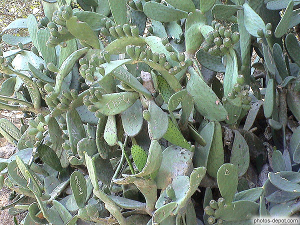 photo d'inscriptions sur les Cactus